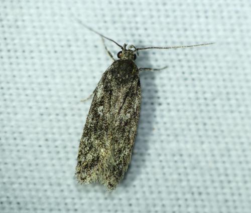 Réf. 272 911 : Gelechia muscosella